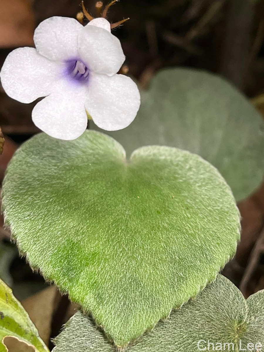 Henckelia zeylanica (R.Br.) A.Weber & B.L.Burtt